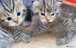 Mixed Breed cats for sale: Lovely adorable kittens - Image 1