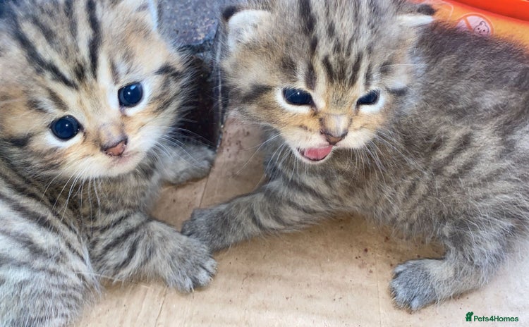 Mixed Breed cats - Advert 14