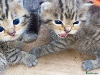 Mixed Breed cats - Advert 15