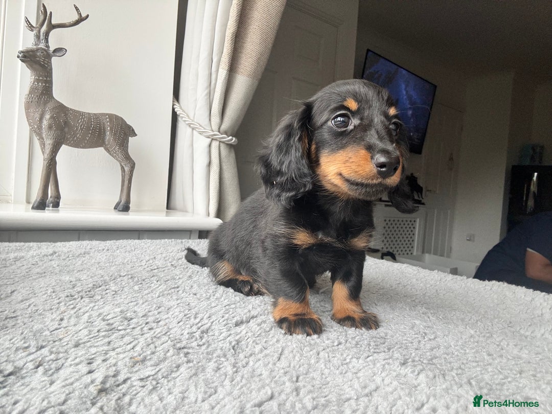 Dachshund dogs for sale: READY NOW LONGHAIRED MINIATURE DACHSHUNDS - Image 12