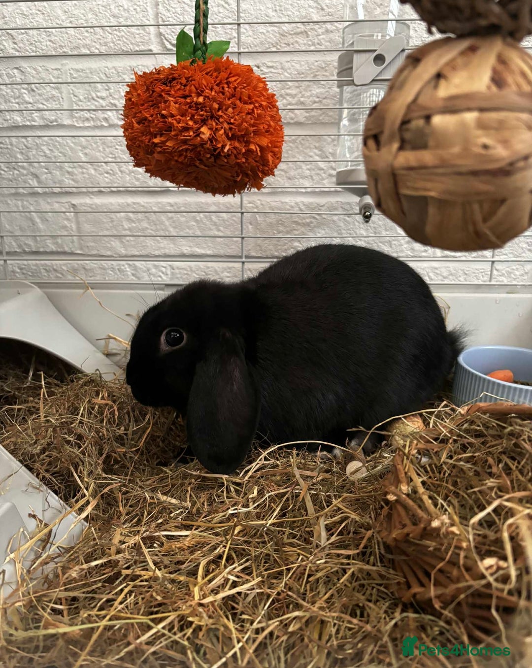 Mini Lop rabbits for sale: Loving Home Needed for Two Holland Hop Rabbits  - Advert 3