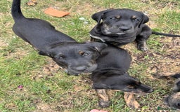 Mixed Breed dogs for sale: Golden Retriever/ Great Dane Mix - Image 3