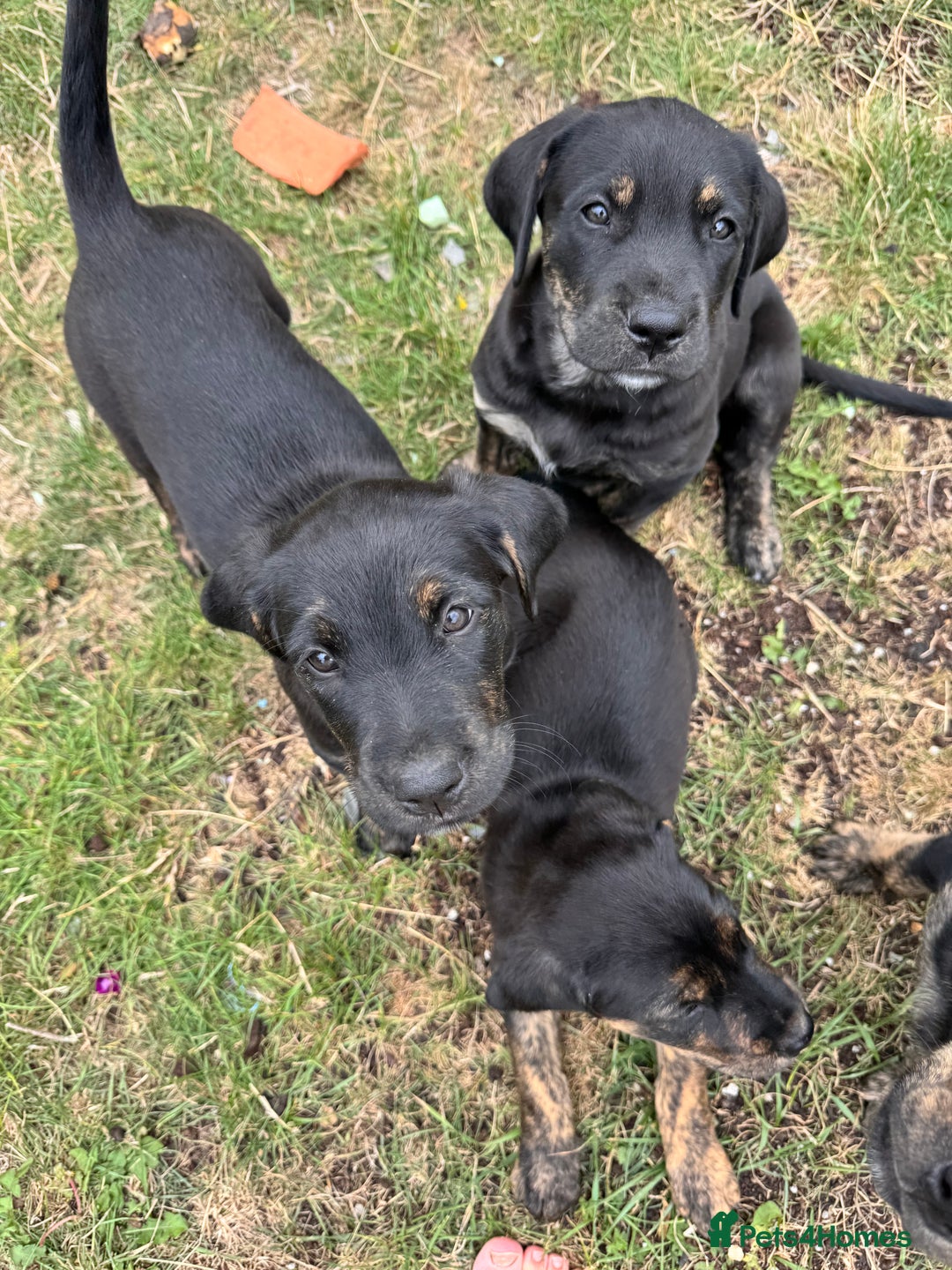 Mixed Breed dogs for sale: Golden Retriever/ Great Dane Mix - Image 3