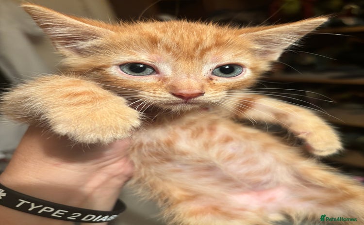 Bengal cats - Advert 1