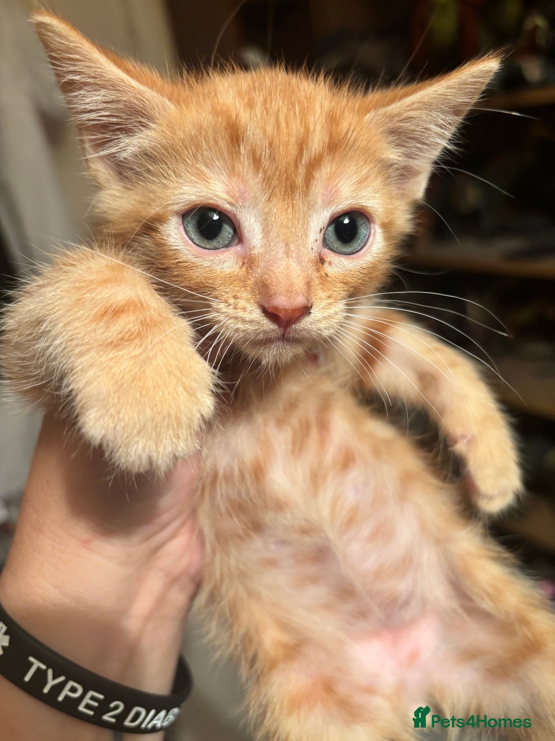 Bengal cats for sale: Bengal x bsh - Image 1
