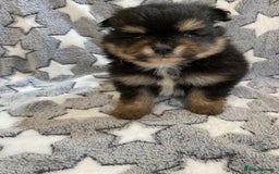 Pomeranian dogs for sale: Pomeranian puppies - Image 8