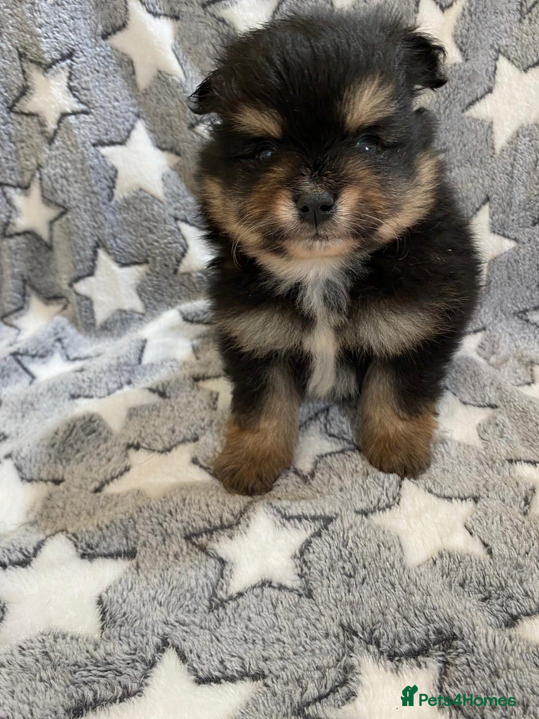 Pomeranian dogs for sale: Pomeranian puppies - Image 8