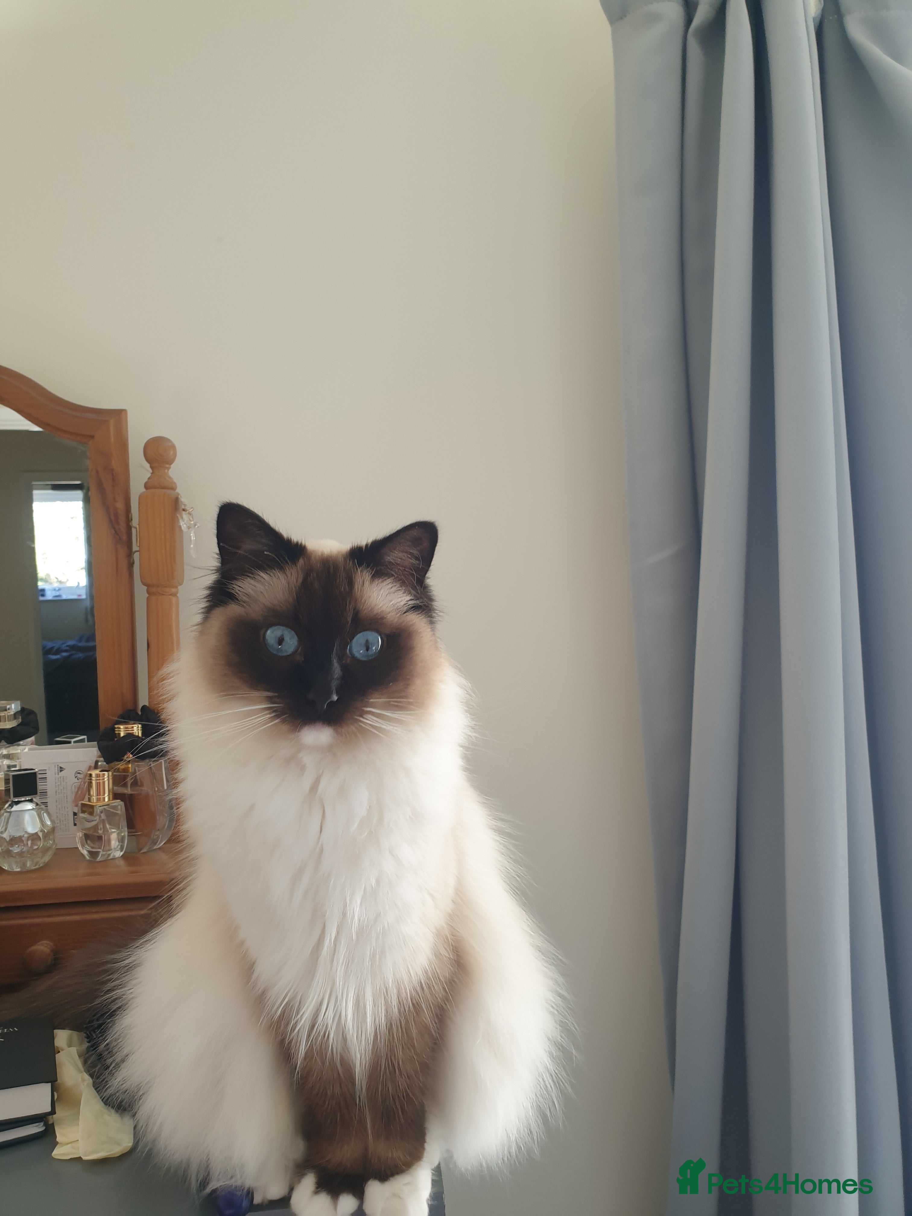 Ragdoll cats Female Ragdoll in Solihull - Advert 2