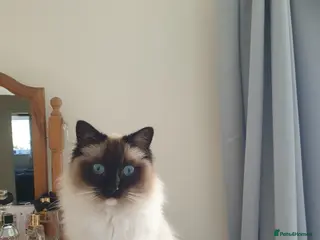 Ragdoll cats Female Ragdoll in Solihull - Advert 2