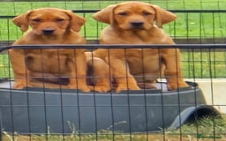 Labrador Retriever dogs for sale: Fully Health Tested KC Fox Red Labrador Puppies in York - Image 1