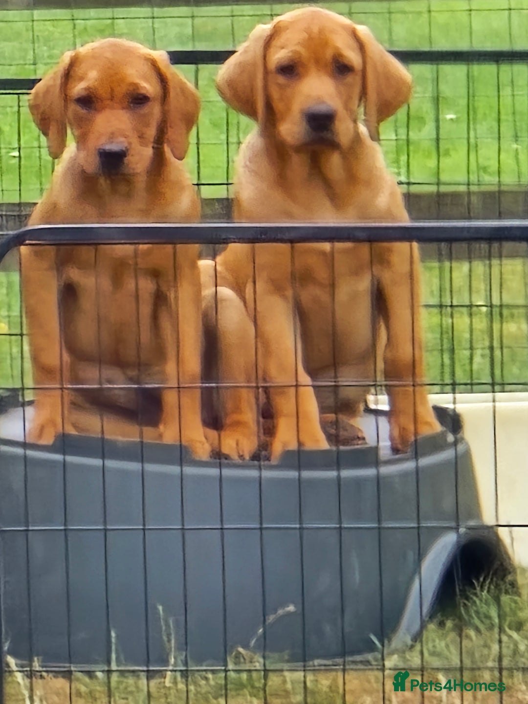 Labrador Retriever dogs for sale: Fully Health Tested KC Fox Red Labrador Puppies in York - Image 1