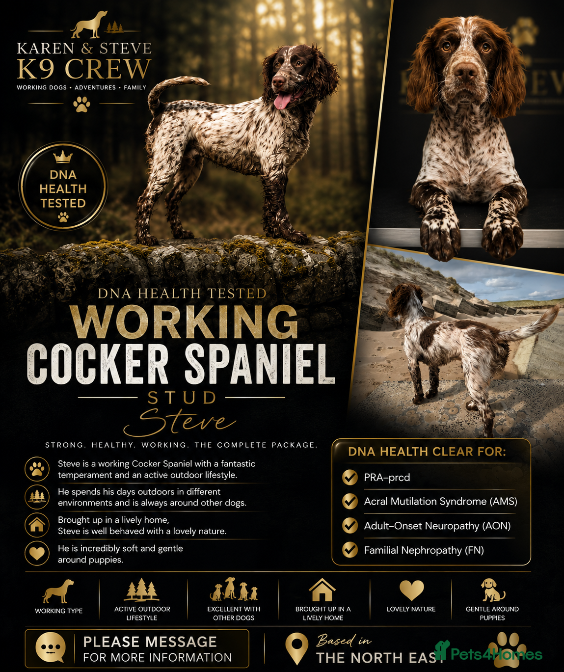 Cocker Spaniel dogs Working cocker spaniel  - Advert 2