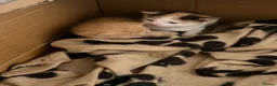 Mixed Breed cats for sale: Beautiful kittens for sale. - Advert 3