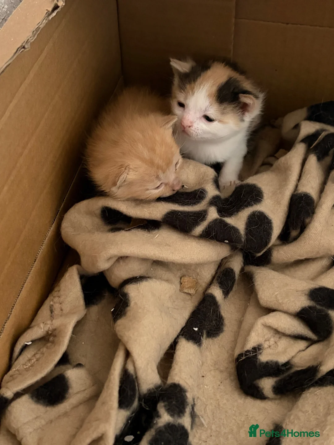 Mixed Breed cats for sale: Beautiful kittens for sale. - Advert 3