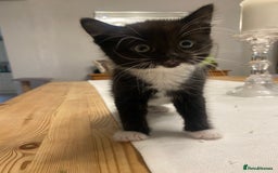 Mixed Breed cats for sale: 3 super fluffy cute kittens  - Image 10
