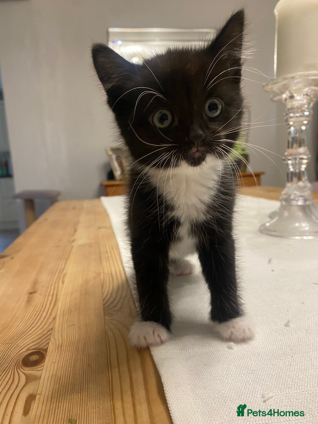 Mixed Breed cats for sale: 3 super fluffy cute kittens  - Image 10