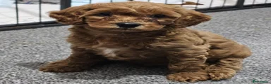 Cavapoo 3