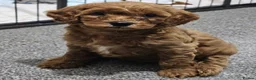 Cavapoo dogs for sale: Puppies for sale in Swansea - Advert 3