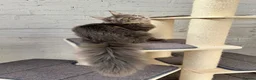 Maine Coon cats for sale: TICA Registered Pedigree Blue Silver Maine Coon - Advert 11