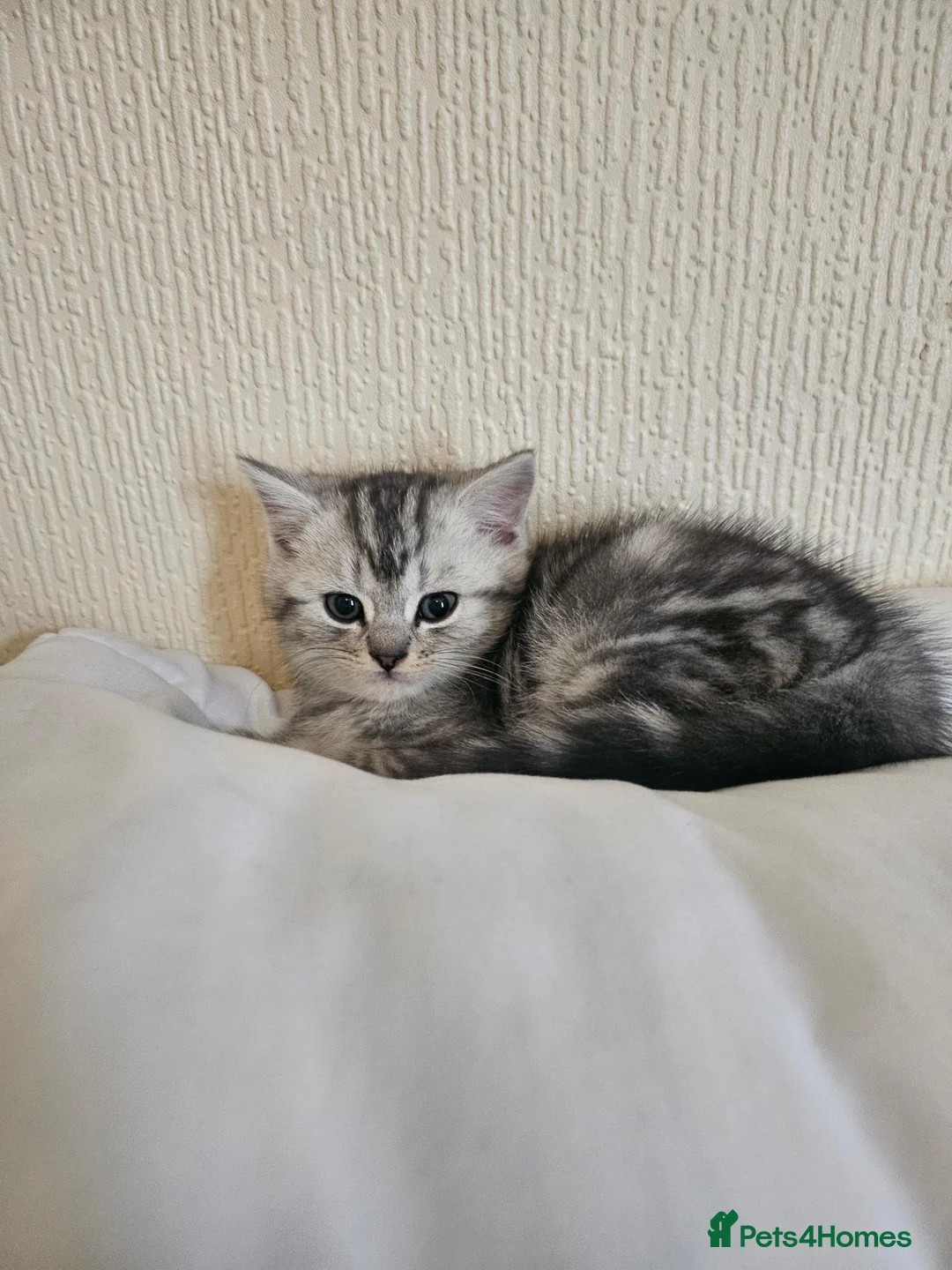 Mixed Breed cats for sale: Beautiful little boy - Advert 2