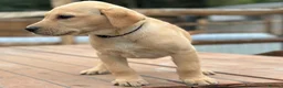 Labrador Retriever dogs for sale: KC REGISTERED LABRADOR PUPPIES - Advert 7