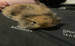 Mini Lion Lop rabbits for sale: Mini lion lops - Image 2