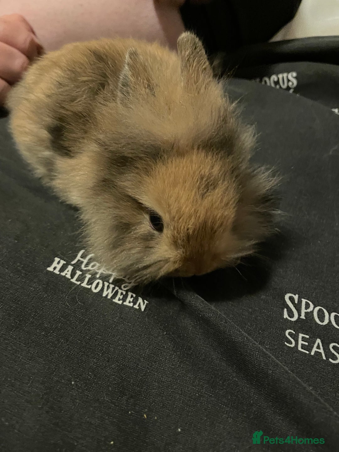 Mini Lion Lop rabbits for sale: Mini lion lops - Image 2