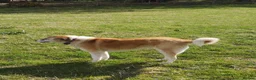 Mixed Breed dogs for adoption: Lily, lovely girl, foster or adoption - Advert 6