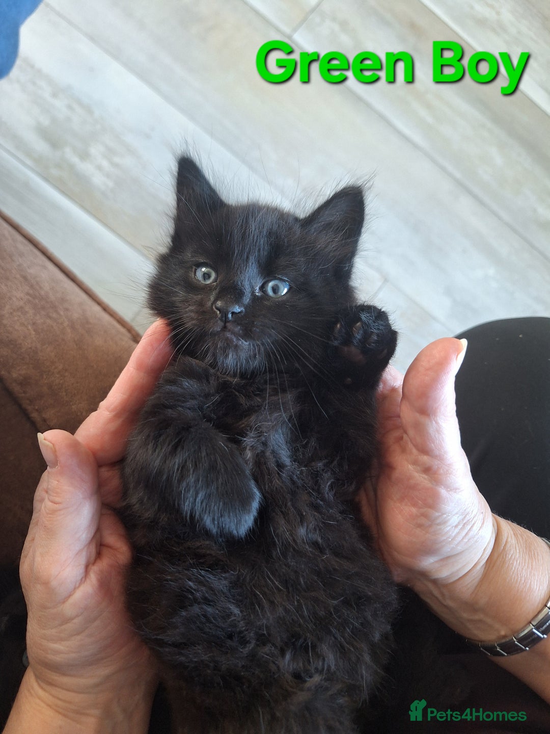 Mixed Breed cats for sale: 5 fluffy black kittens with hints of grey - Image 2