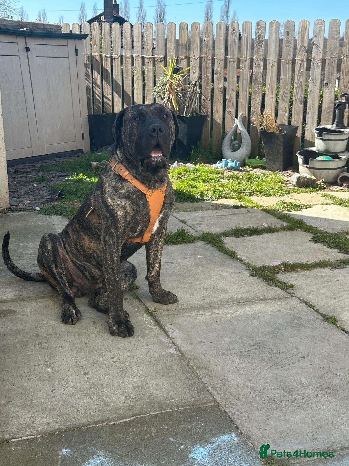 Mixed Breed dogs Pressa canario x American p bully pups  - Advert 2