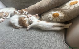 Turkish Van cats for sale: 5 beautiful kittens looking for families  - Image 20