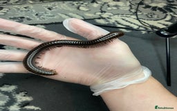 Mixed Breed invertebrates for sale: Tarantulas And Millipedes  - Image 4