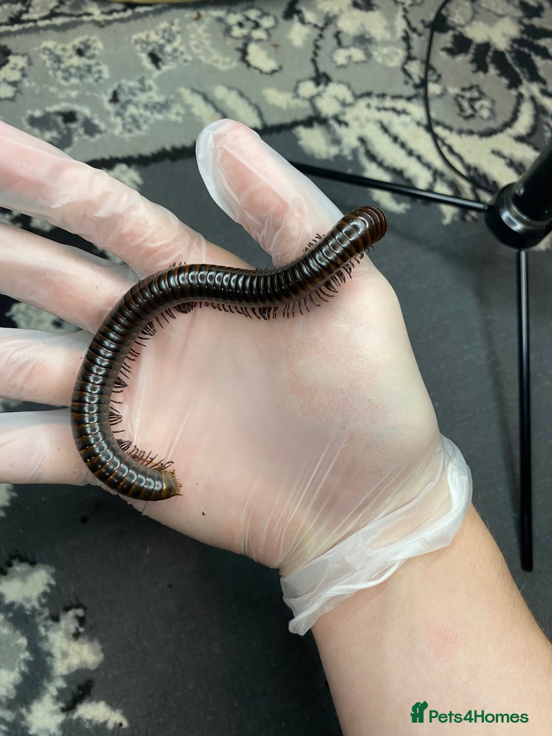 Mixed Breed invertebrates for sale: Tarantulas And Millipedes  - Image 4
