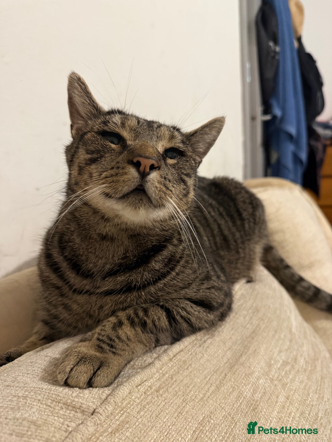 Domestic Shorthair cats for sale: Please adopt Jupiter💕 - Image 3