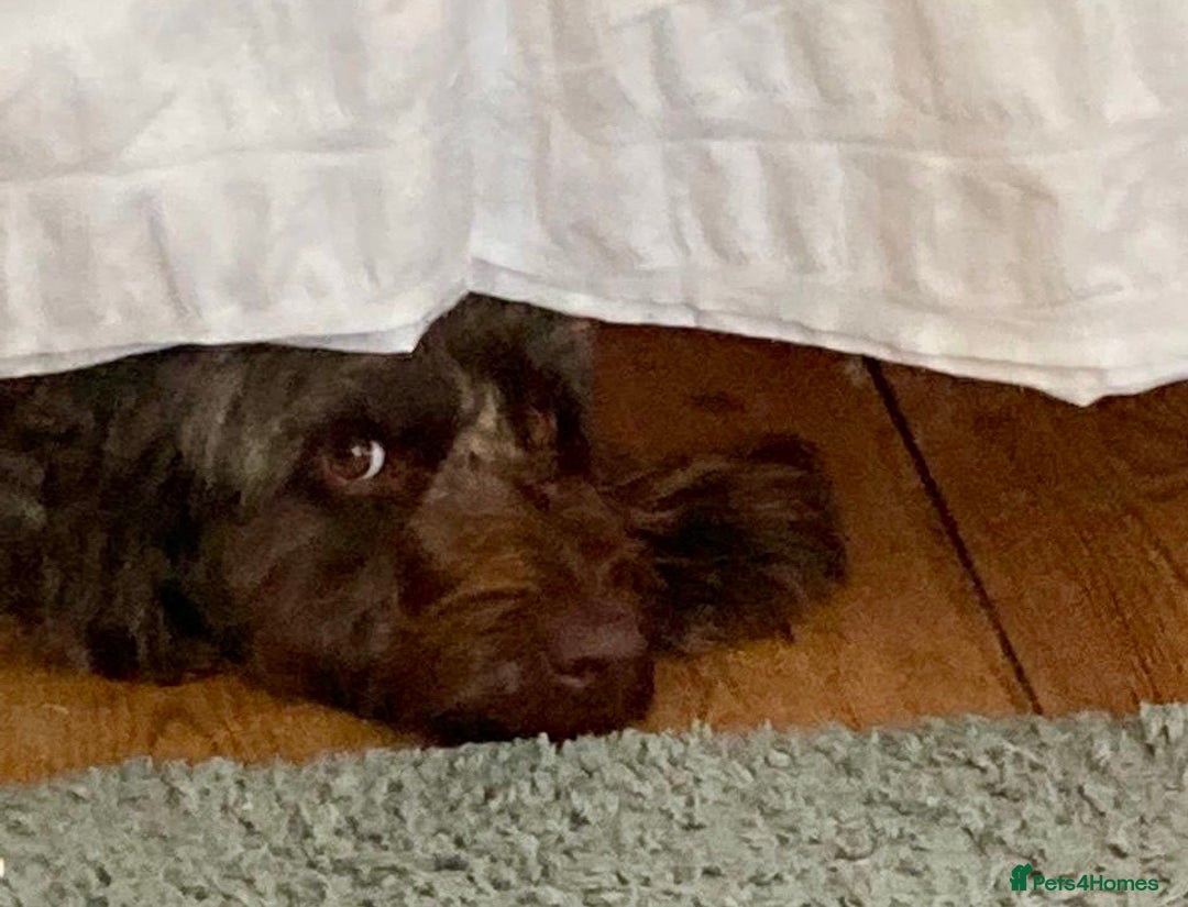 Cockapoo dogs for adoption: Rolo needs a new home! - Advert 2