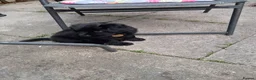 Mixed Breed dogs for sale: Puppy max - Advert 4
