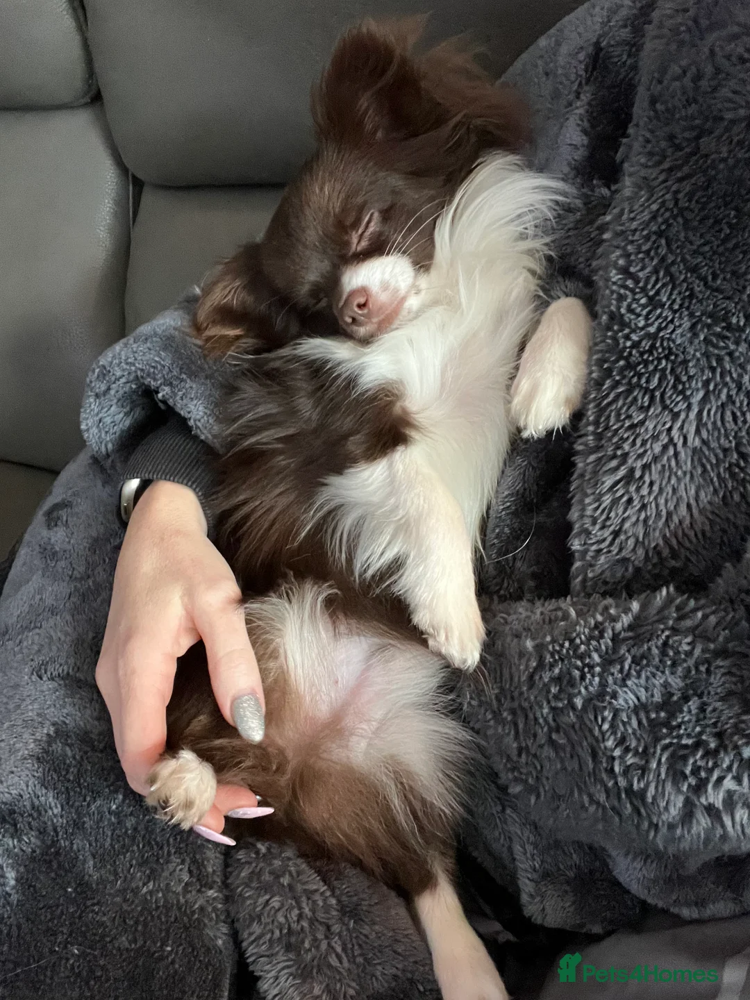 Chihuahua dogs for stud: Small Long coat chocolate and white chihuahua  - Advert 5