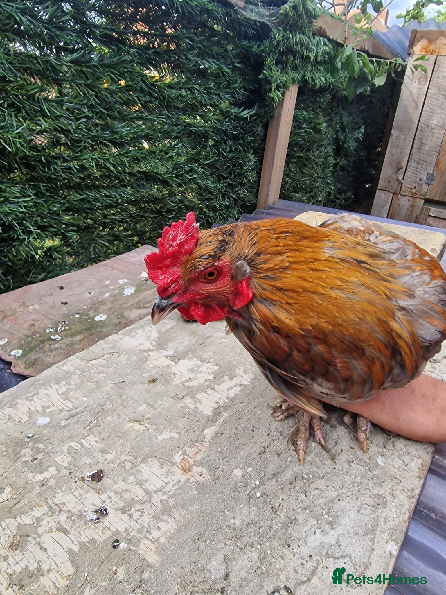 Mixed Breed poultry Stunning variety of hens cocks and drakes  - Advert 2