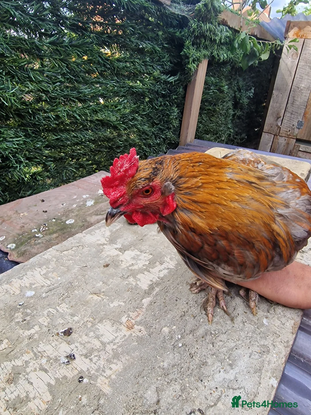 Mixed Breed poultry for sale: Stunning variety of hens cocks and drakes  - Advert 2