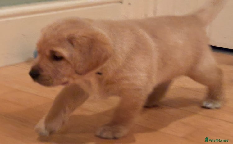 Labrador Retriever dogs - Advert 1
