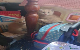 Domestic Shorthair cats for sale: 3 kittens for sale - Image 4