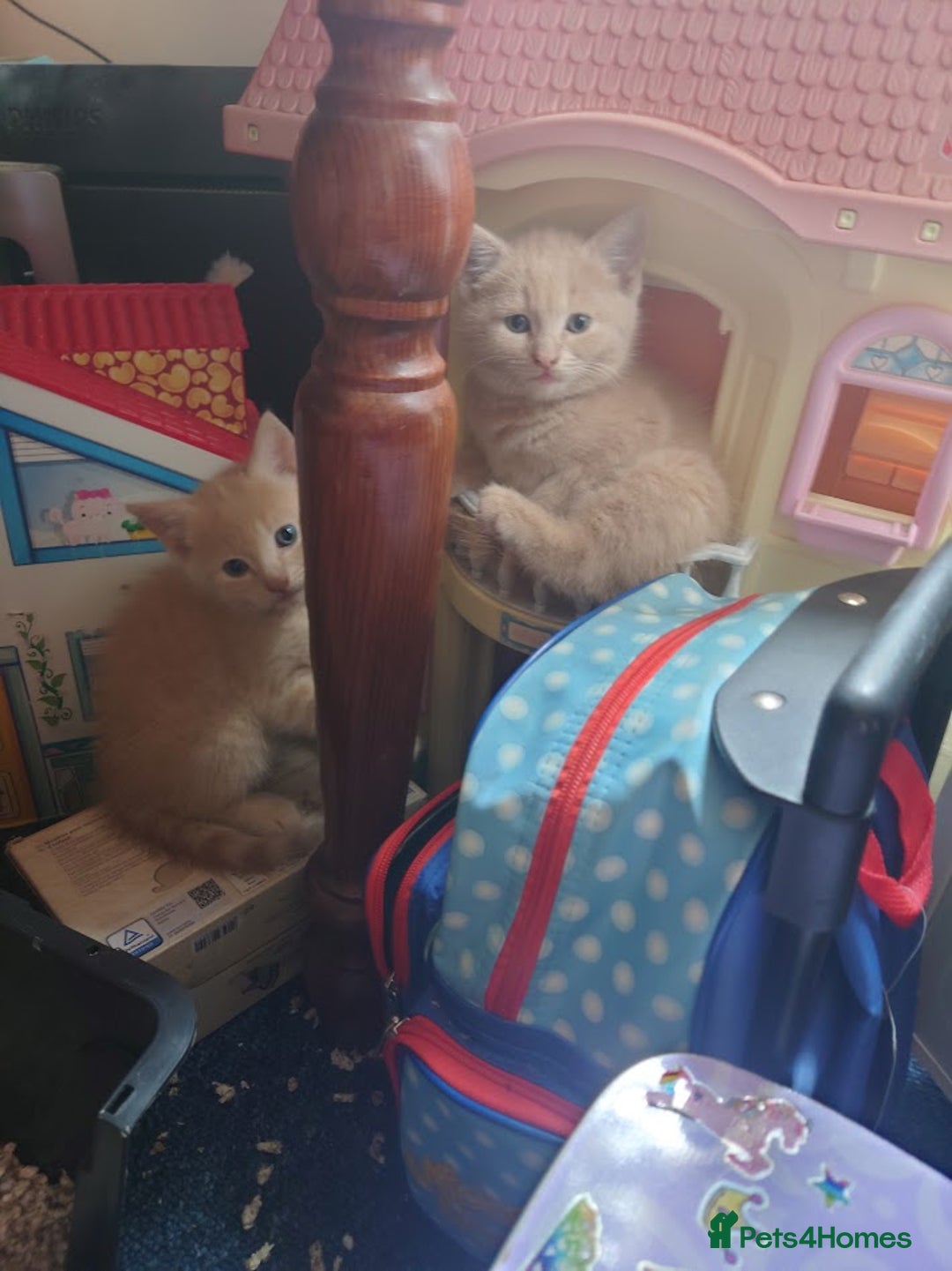 Domestic Shorthair cats for sale: 3 kittens for sale - Image 4