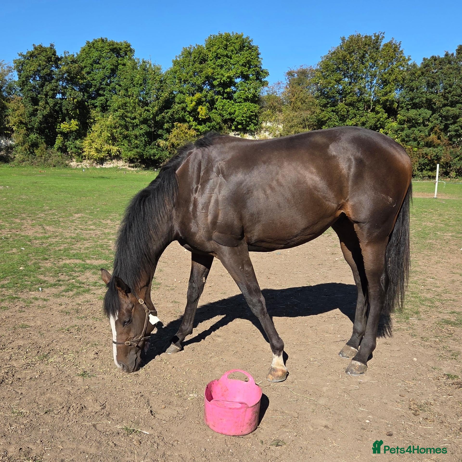 English Thoroughbred horses 16hh Bay Tb filly  and 15.1 Bay Thoroughbred 2yrs  - Advert 2