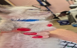 Ragdoll cats for sale: Beautiful Ragdolls Parents health tested 💖 - Image 24