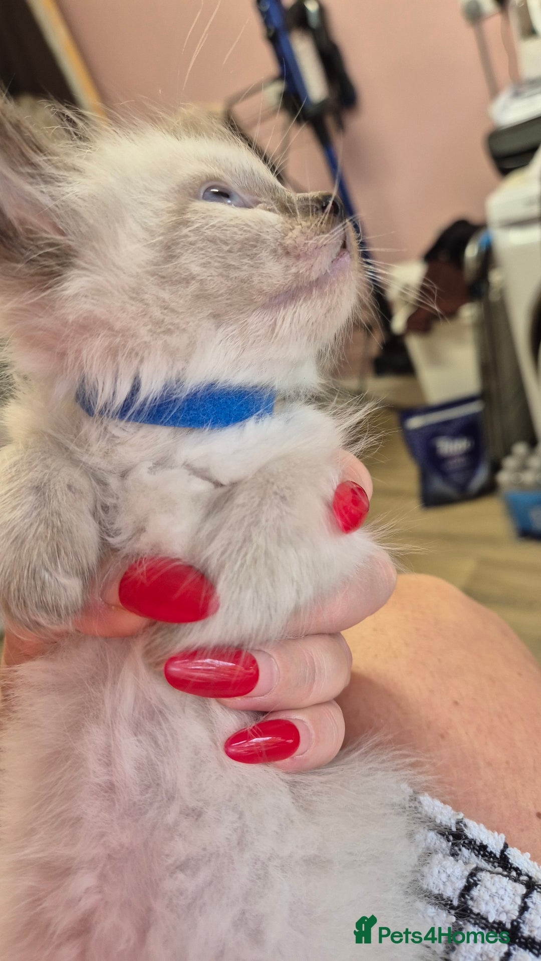 Ragdoll cats for sale: Beautiful Ragdolls Parents health tested 💖 - Image 24