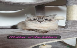 Ragdoll cats for sale: Beautiful GCCF Registered Ragdoll Kittens. - Image 35
