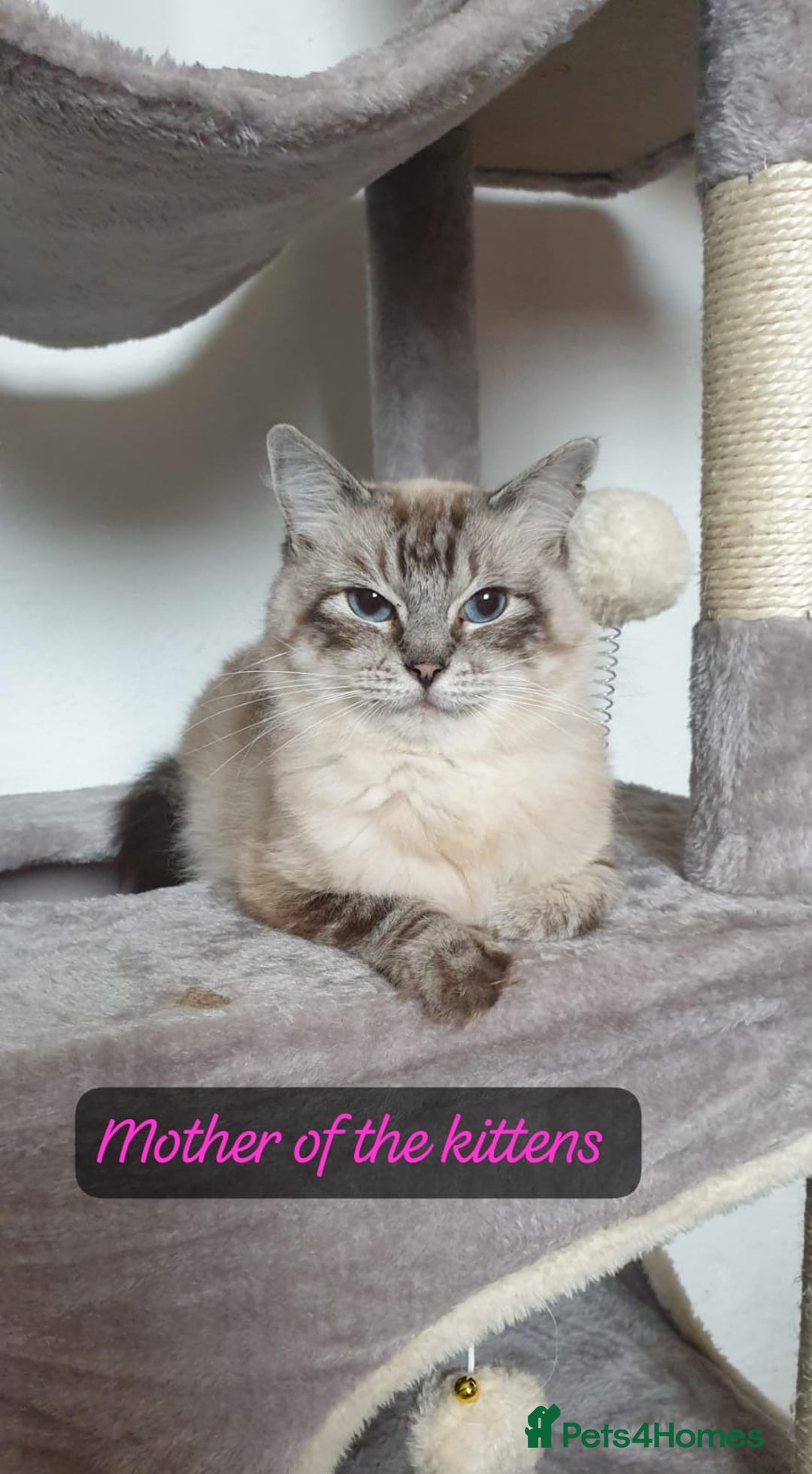 Ragdoll cats for sale: Beautiful GCCF Registered Ragdoll Kittens. - Image 35