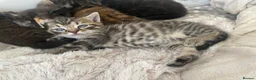 Ragdoll cats for sale: PAIR Half Ragdoll male kittens  in Tamworth - Advert 5