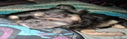 French Bulldog dogs for sale: Two male French Bulldogs, 2 years old. in Runcorn - Advert 11