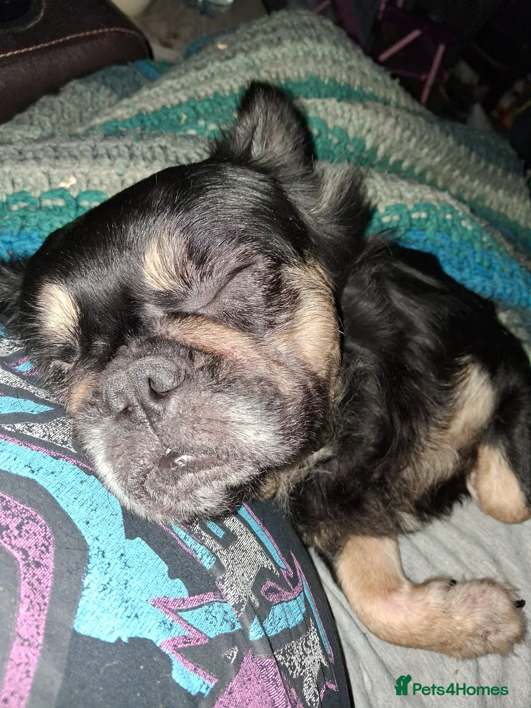 French Bulldog dogs for sale: Two male French Bulldogs, 2 years old. in Runcorn - Advert 11